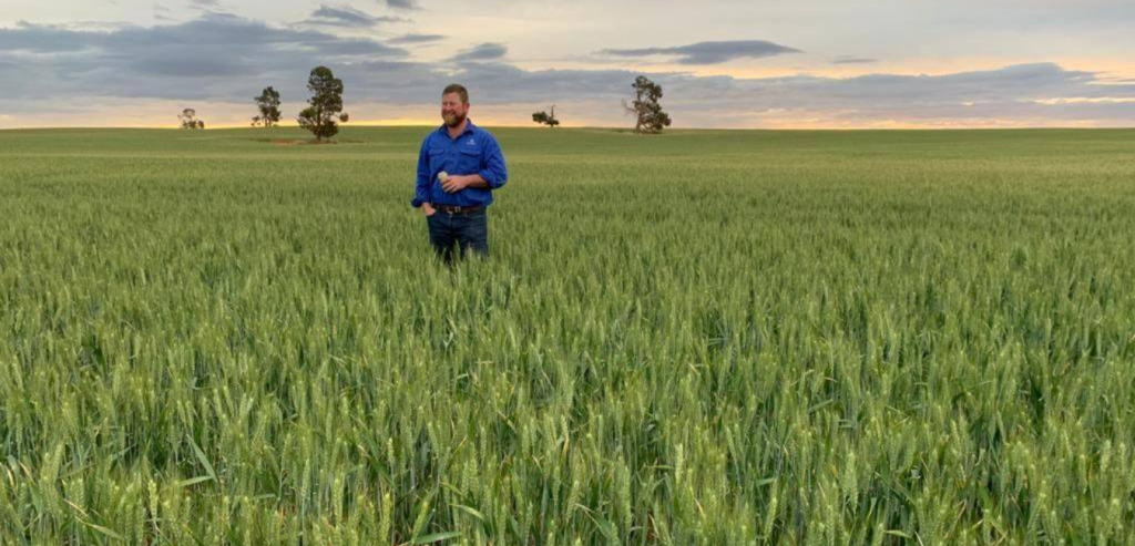 Mallee Sustainable Farming - Barley grass Management in a mixed farming system